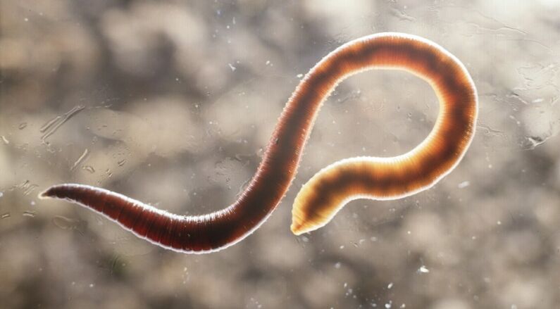 human body worm parasite