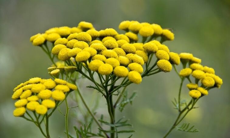 tansy to eliminate parasites from the body