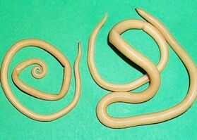 worms