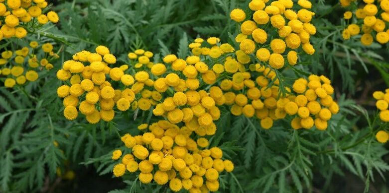 tansy to eliminate parasites from the body