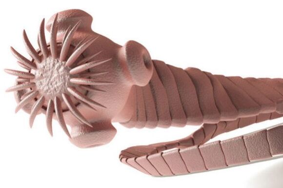 parasite of the human body