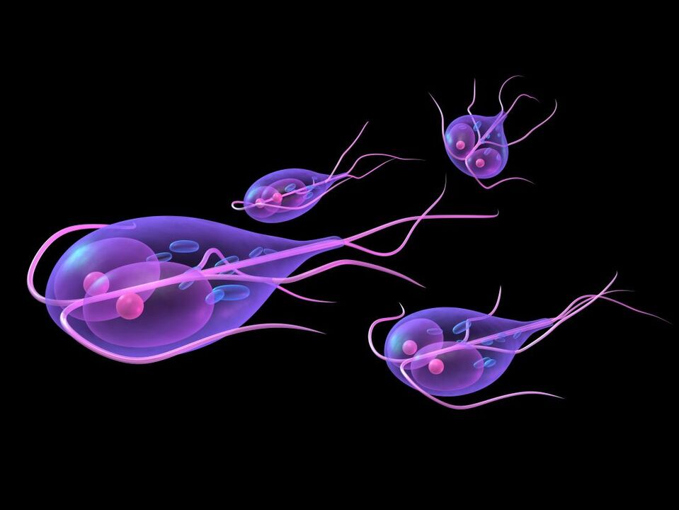 Giardia of the human body.