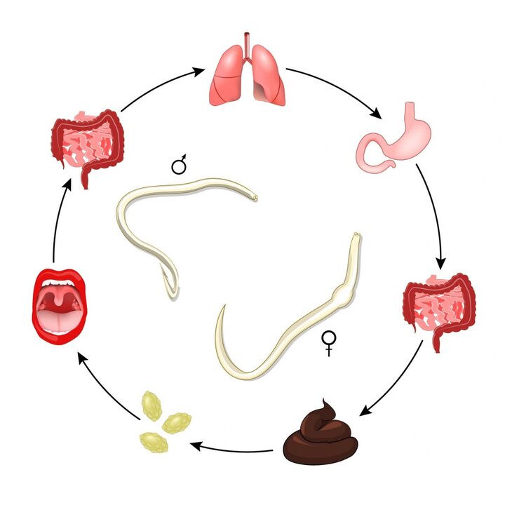 intestinal worm life cycle